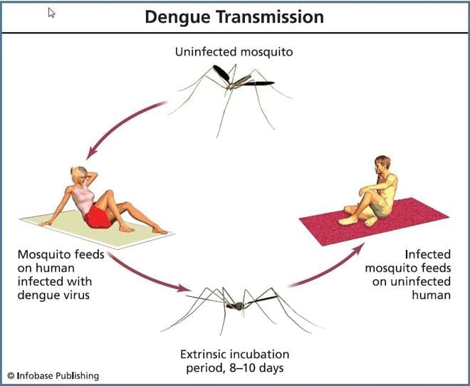 Engineered Antibody Neutralizes All Four Dengue Serotypes