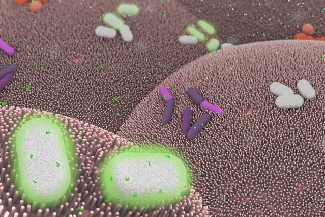 Researchers develop basic computing elements for bacteria