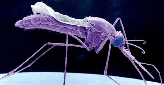 Drug Shows Promise as Single-Dose Cure and as Preventive Treatment for Malaria