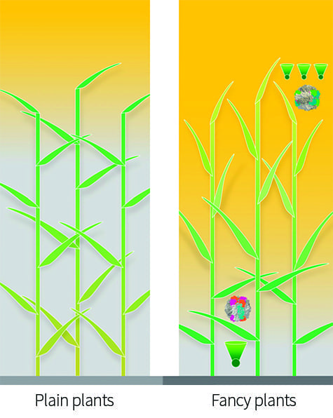 In an optimized canopy (right), leaves at the top, which receive too much light, might tilt vertically and have smaller and fewer light-gathering antennas (green cones) feeding many reaction centers. Those lower in the canopy would have larger antennas feeding fewer reaction centers. The leaves at the top would have a variant of RuBisCO, an important enzyme in photosynthesis, that had high catalytic activity but not be particularly good at distinguishing carbon from oxygen, whereas those at the bottom might have RuBisCO variants that were slower but less inclined to pick up oxygen instead of carbon.