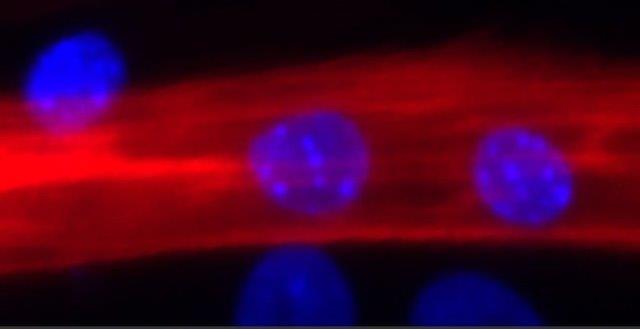Programming adult stem cells to treat muscular dystrophy and more by mimicking nature
