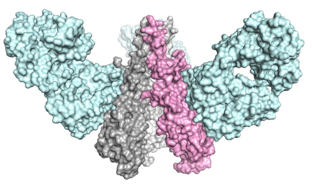 The team from The Scripps Research Institute and Janssen Pharmaceutical Companies designed a molecule that mimicked the shape of a key part of the influenza virus, inducing a powerful and broadly effective immune response in animal models