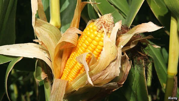 Agricultural suppliers: Controversial hybrids