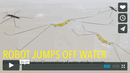 In this video, watch how novel robotic insects developed by a team of Seoul National University and Harvard scientists can jump directly off water's surface. The robots emulate the natural locomotion of water strider insects, which skim on and jump off the surface of water. Credit: Wyss Institute at Harvard University