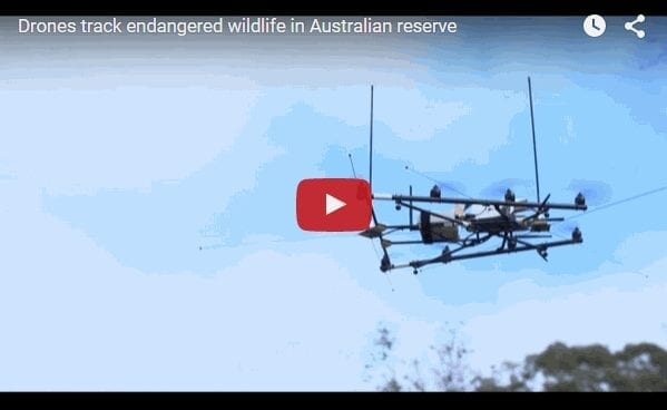 Drones used to track wildlife