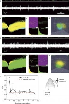 Evoked neuronal signals in response to whisker stimulation were recorded using ECM electrode implants in the rat barrel cortex. Initial extended-time neural recording studies suggest that the electrodes maintained their recording capability over a five-week time period and were stable over four weeks after implantation.