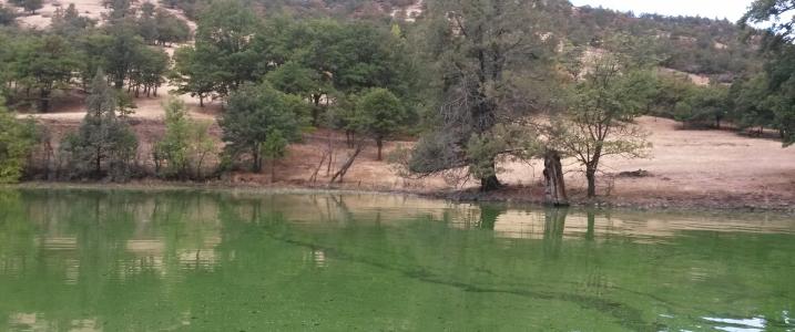 Toxic blue-green algae pose increasing threat to nation’s drinking, recreational water