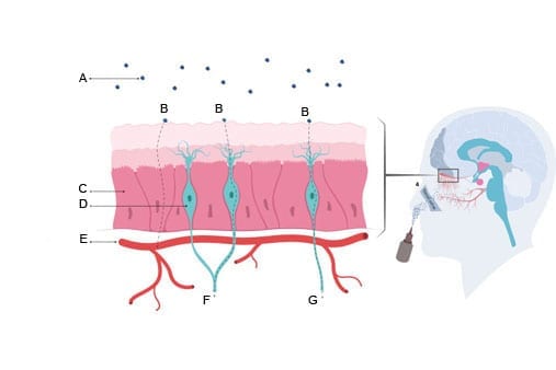 The illustration shows that oxytocin can reach the brain in two ways: either indirectly, through the blood, or directly, along nerve pathways. A: Particles from a nasal spray. B: Route. C: Mucous membrane. D: Sensory nerve cell. E: Blood vessel. F: Nerve pathway. G: Nerve.