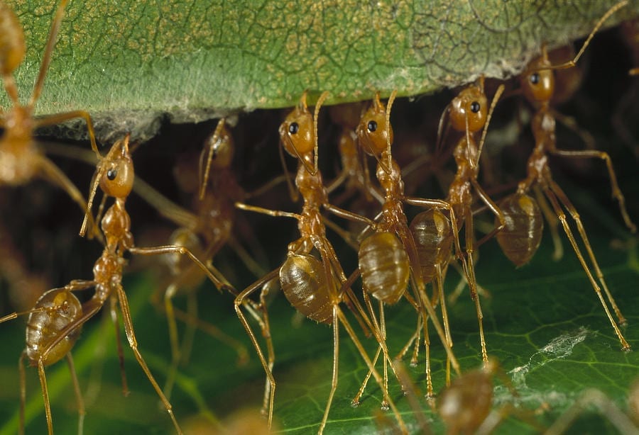 Ants to the rescue: how super-organisms could become super pest controllers