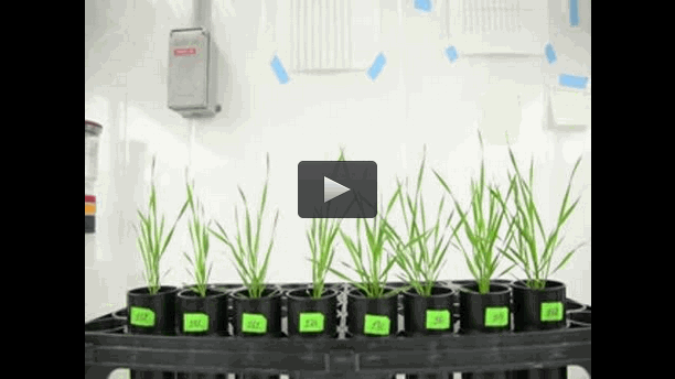 VIDEO: ULRICH MUELLER OF THE UNIVERSITY OF TEXAS AT AUSTIN EXPLAINS MICROBIOME ENGINEERING IN ARABIDOPSIS (A CLOSE RELATIVE OF CABBAGE AND BROCCOLI). CREDIT: ULRICH MUELLER/UT AUSTIN/TRENDS IN MICROBIOLOGY 2015