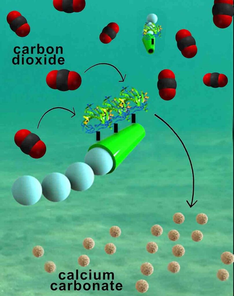 Nanoengineers have invented tiny tube-shaped micromotors that zoom around in water and efficiently remove carbon dioxide. The surfaces of the micromotors are functionalized with the enzyme carbonic anhydrase, which enables the motors to help rapidly convert carbon dioxide to calcium carbonate. Image credit: Laboratory for Nanobioelectronics, UC San Diego Jacobs School of Engineering.