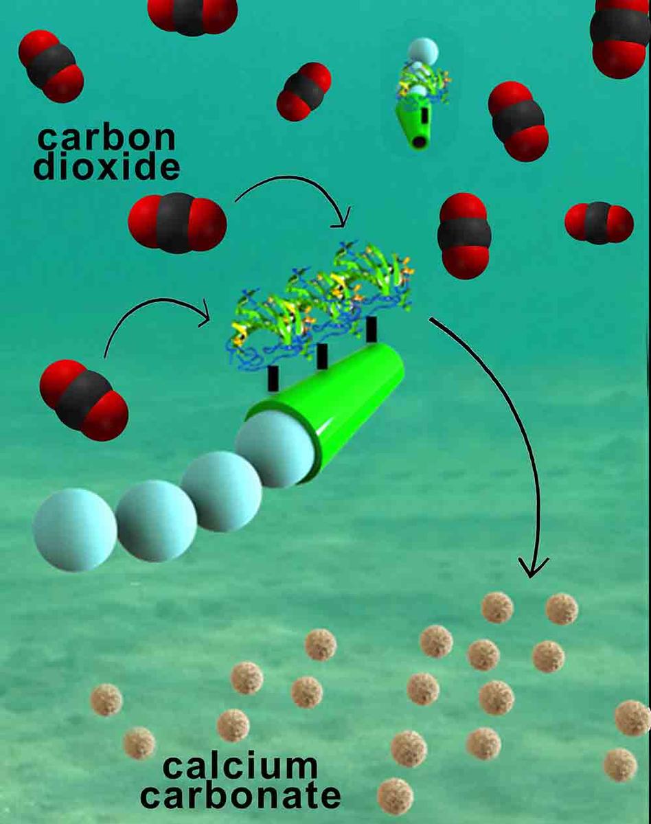 Tiny carbon-capturing motors may help tackle rising carbon dioxide levels