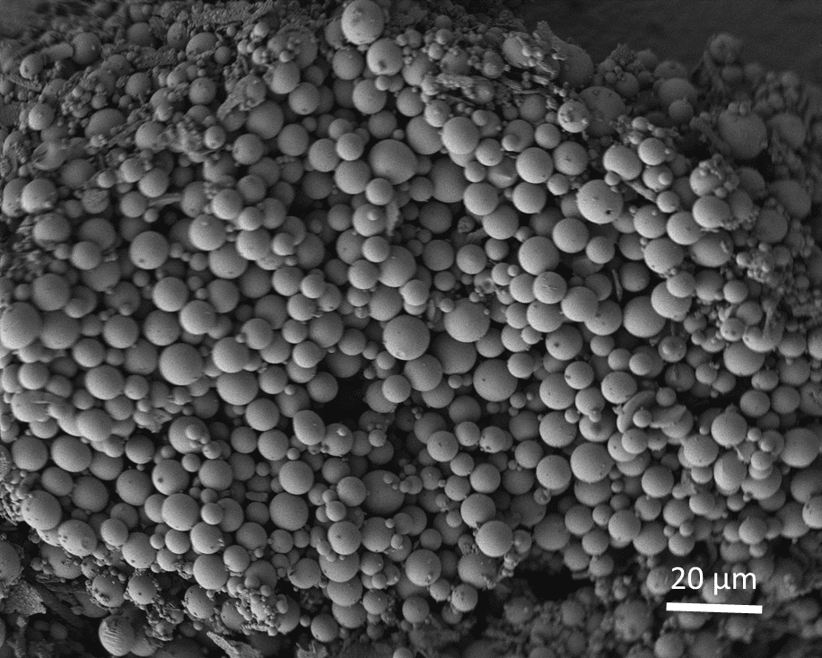 A scanning electron microscope photo of polymer molecules impregnated with imidacloprid, a common insecticide used to kill the Asian citrus psyllid. Photo by Lukasz Stelinski, UF/IFAS