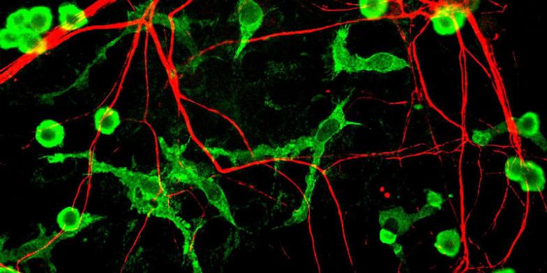 UNC Smart Cells Teach Neurons Damaged by Parkinson’s to Heal Themselves