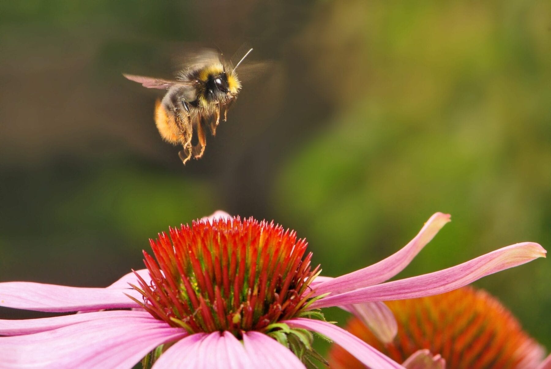 Bumblebees Have A New Job: Delivering Organic Pesticides