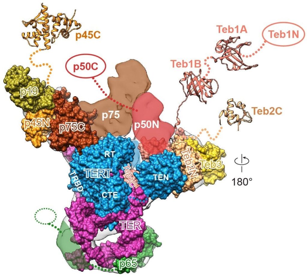 A rendering of telomerase, showing the enzyme’s various subunits.