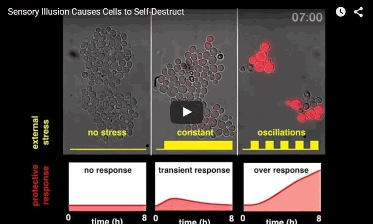 Sensory Illusion Causes Cells to Self-Destruct Might Help Cancer Therapeutics