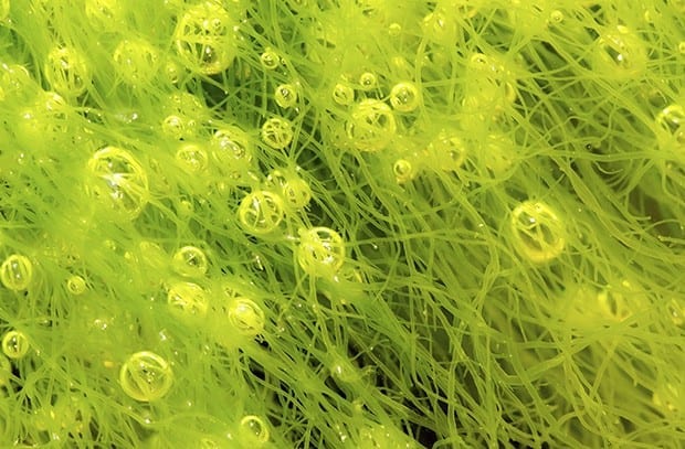 Blue-green algae could be a new green power source