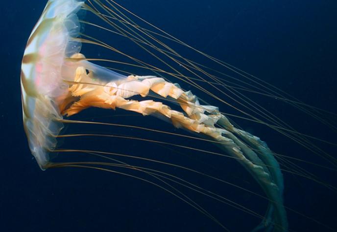 Chrysaora melanaster, one of the largest jellyfish commonly found in the Arctic, swims underneath the Arctic ice. Credit: K. Raskoff, Monterey Peninsula College, Arctic Exploration 2002, NOAA