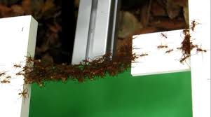 Army ants' living bridges span collective intelligence, swarm robotics