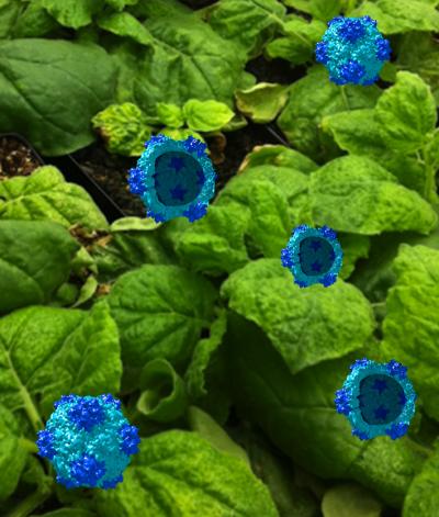 Simple shell of plant virus sparks immune response against cancer