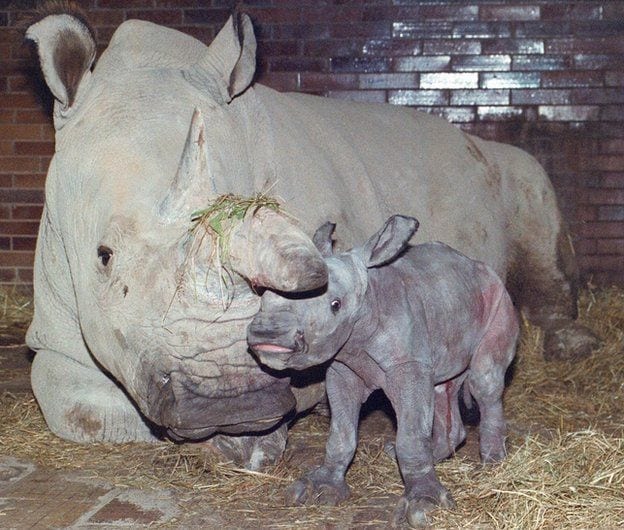 Reproduction and stem cell researchers set up a rescue plan for Northern White Rhino