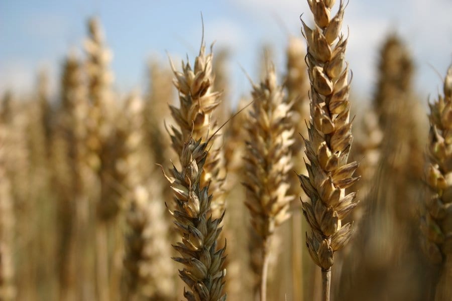 Fungi May Help Drought-stressed Wheat