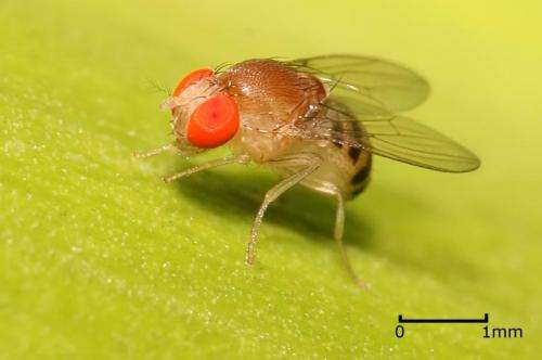 Neuroscientists Now Can Read the Mind of a Fly