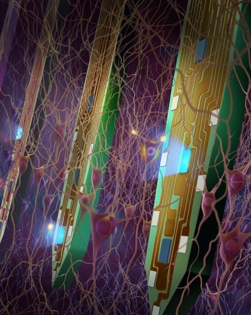 Neural probes developed at the University of Michigan are helping researchers understand the brain's circuitry. The tines of the probe are just under a tenth of a millimeter wide. Equipped with minuscule LED lights and electrodes, each tine can stimulate and measure about a hundred individual neurons. Image credit: Fan Wu