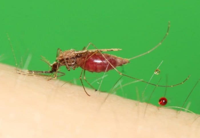 Modified mosquitoes could help fight against malaria