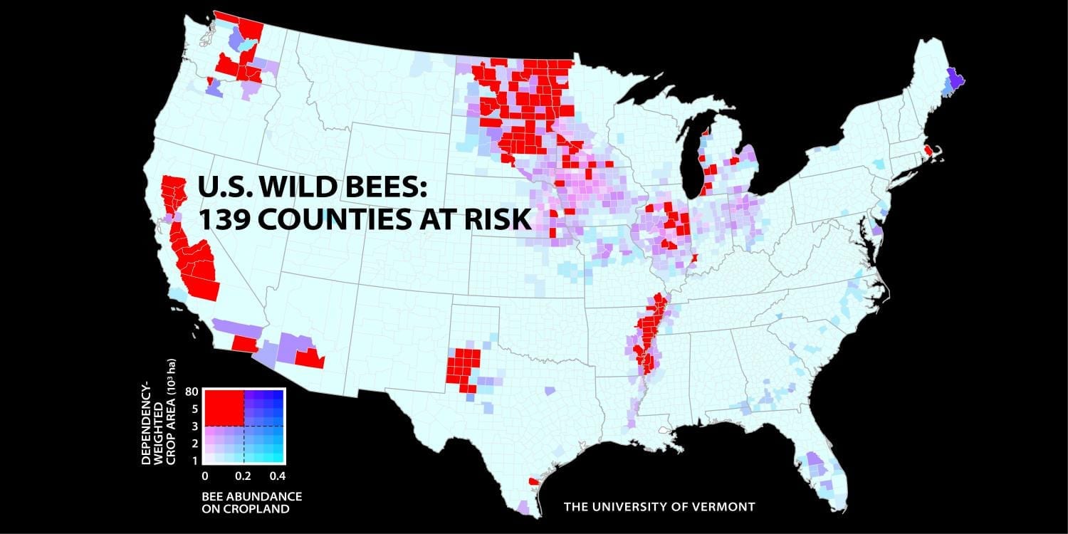 Wild Bee Decline Threatens U.S. Crop Production