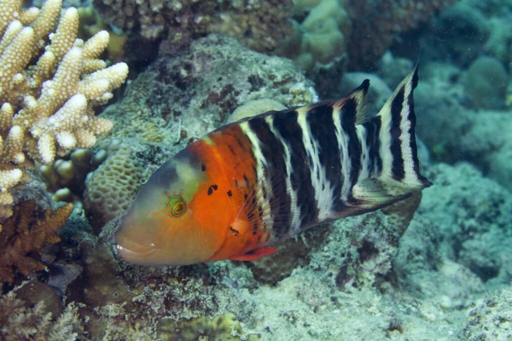 In terms of evolutionary history, less than a quarter of wrasse species receive minimum protection levels. CREDIT Photo credit: João Paulo Krajewski