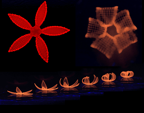 This series of images shows the transformation of a 4D-printed hydrogel composite structure after its submersion in water. Credit: Wyss Institute at Harvard University