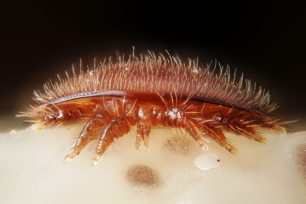 An adult female of Varroa destructor, a mite parasiting the honney bee (Apis mellifica). Frontal view, on the head of a bee nymph. Scale : mite width ~ 2 mm Technical settings : - focus stack of 32 images - microscope objective (Nikon achromatic 10x 160/0.25) on 100 mm extension tubes + adapter