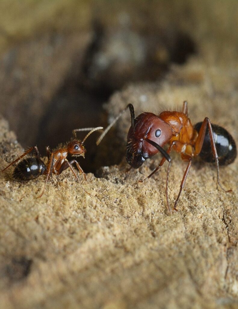 Florida carpenter ants, minor caste (left) and major caste Credit: The lab of Shelley Berger, PhD, Perelman School of Medicine, University of Pennsylvania