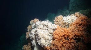 Image of rich cold-water coral reef in the Whittard Canyon area captured by the Isis ROV