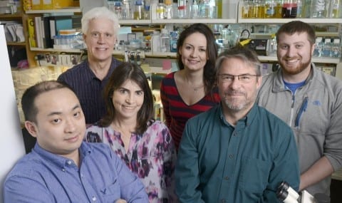 Members of the UT Southwestern team whose research successfully halted progression of a form of muscular dystrophy in mice included (l-r) Dr. Chengzu Long, Dr. Eric Olson, Dr. Rhonda Bassel-Duby, Dr. Leonela Amoasii, John Shelton, and Alex Mireault.