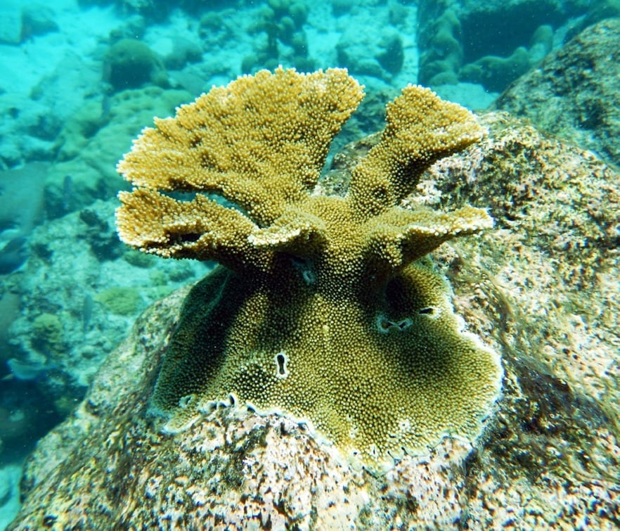  4-year old elkhorn coral outplanted to the reef - via SECORE International