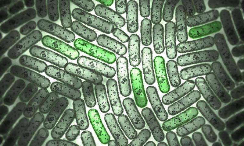 Fluorescent biosensors light up high-throughput metabolic engineering in the billions