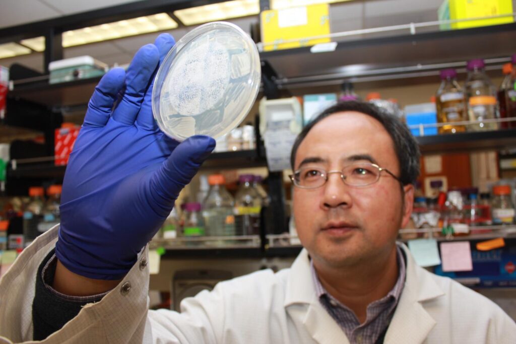 Xiaofeng Wang, an assistant professor in the Virginia Tech College of Agriculture and Life Sciences, has discovered a way to track and potentially stop viruses. CREDIT Virginia Tech
