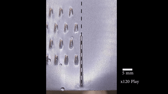 An array of slippery asymmetric bumps shows a significantly greater volume of water collected at the bottom of the surface compared to the flat slippery surfaces. (Courtesy of the Aizenberg Lab/Harvard SEAS)