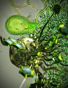 Anaerobic gut fungi colonize biomass, and secreted enzymes that release free sugars into their environment. (Artistic rendering of the fungi by UCSB engineering graphic designer Peter Allen)