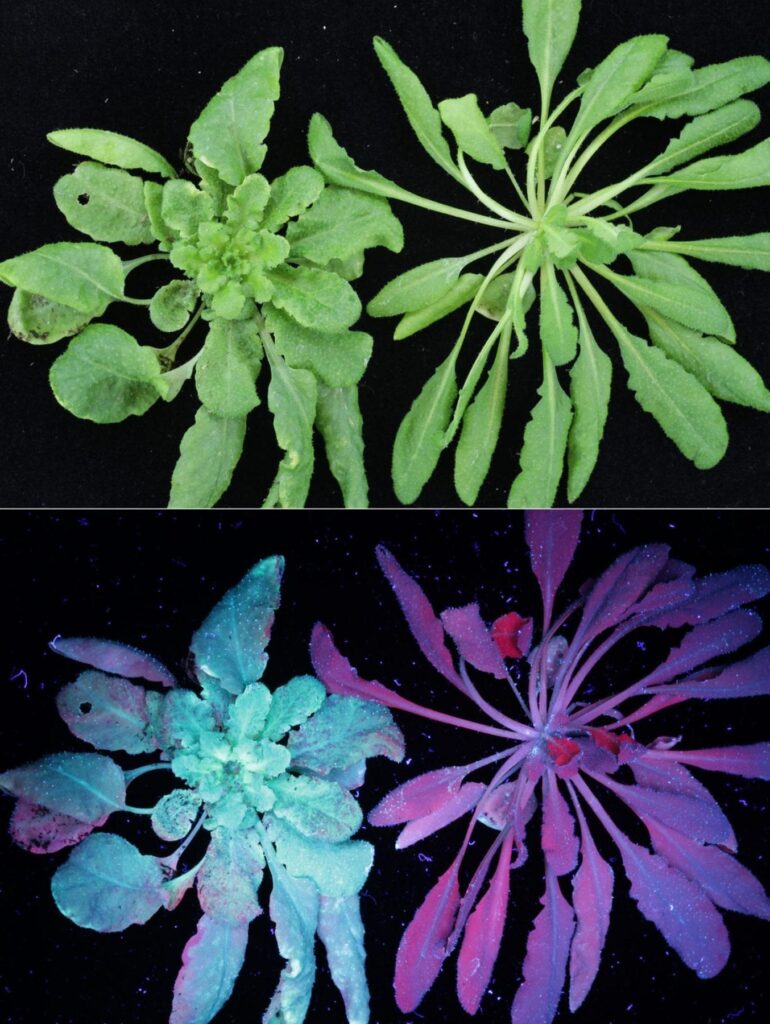 Two Arabidopsis plants used in the study. The left plant, infected by turnip mosaic virus modified with fluorescent jellyfish protein, glows greenish blue under ultraviolet light three weeks after infection in the lower left corner. The uninfected plant on the lower right glows purple due to chlorophyll in the green leaves. | Photo by Tom Ashfield