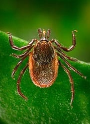 Deer, or black-legged, ticks can transmit Lyme disease to humans during feeding, when they insert their mouth parts into the skin. A new experimental test developed at NIST has been shown to detect the disease near the time of infection, earlier than the standard blood test now used. Credit: James Gathany/CDC