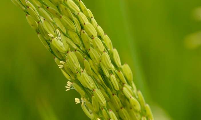 DNA rice breakthrough raises 'green revolution' hopes