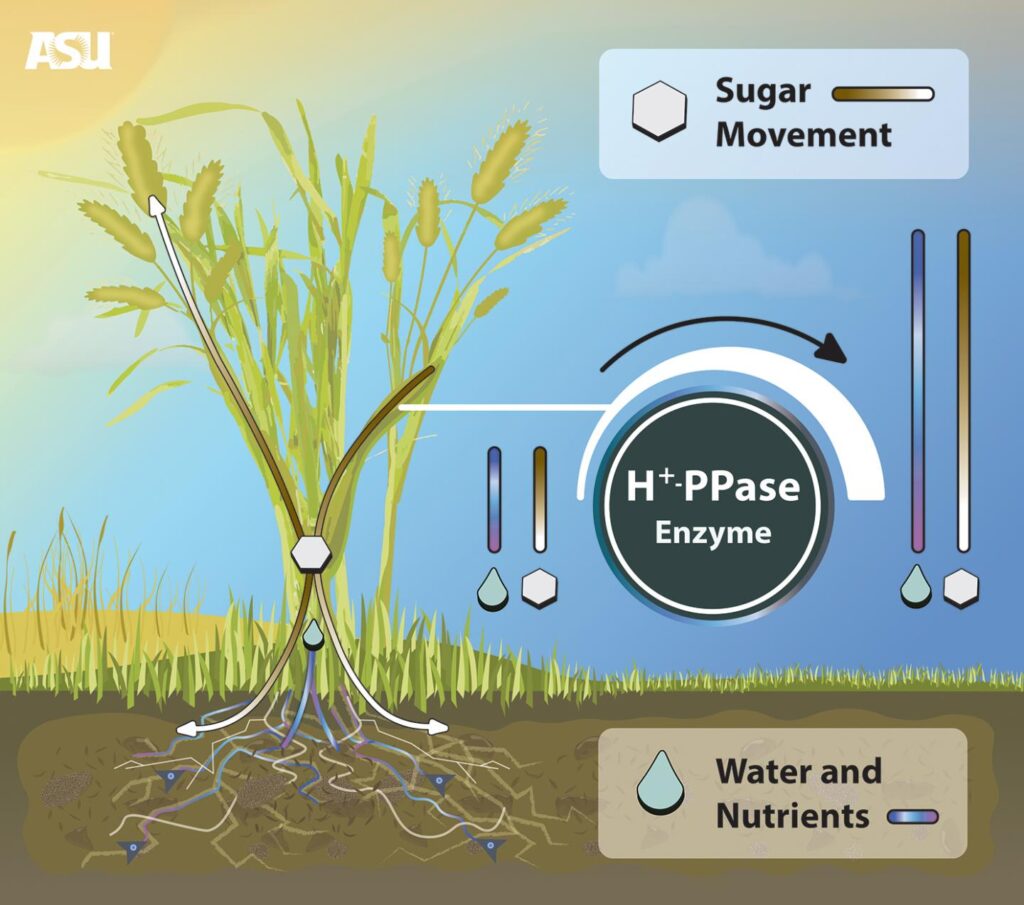 Researchers with ASU School of Life Sciences discovered a way to enhance a plant's tolerance to stress, which in turn improves how it uses water and nutrients from the soil. These improvements increase plant biomass and yield. This discovery could be instrumental in agriculture and food security by improving crop sustainability and performance. By increasing the expression of the enzyme H+PPase, plants can more effectively move sugar, water and nutrients to the places they need them to grow better roots, fruits, seeds and young leaves. CREDIT David Kiersh