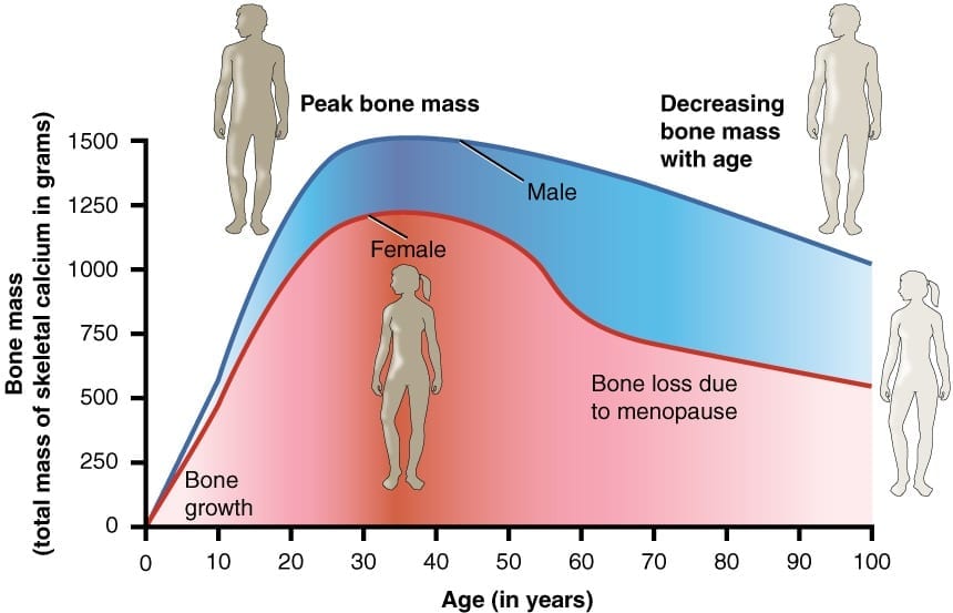 Stem cell therapy reverses age-related osteoporosis in mice
