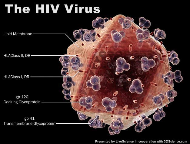Scientists Eliminate HIV-1 from Genome of Human T-Cells