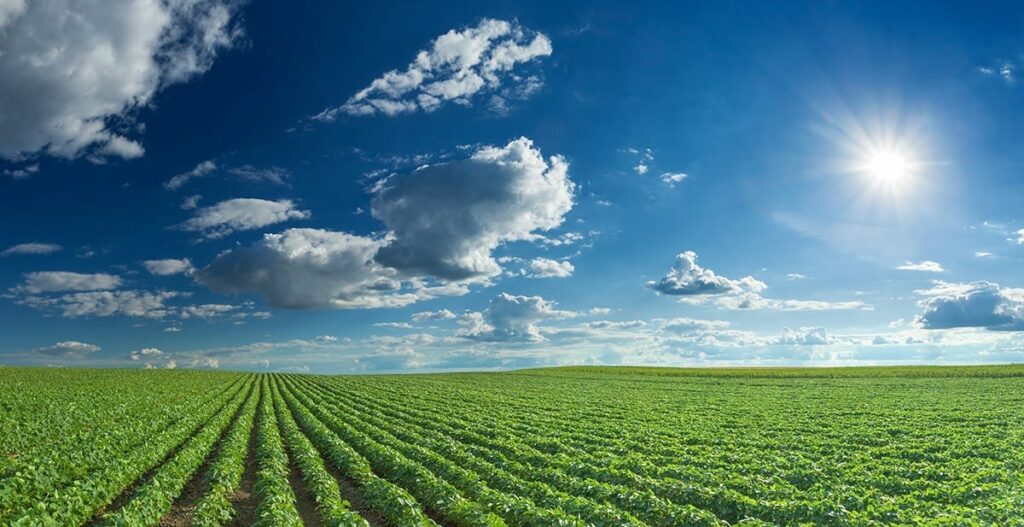 Rows of green soybeans against the blue sky and setting sun. Large agricultural panorama of soybean fields.