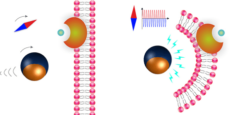 The Janus particles move by means of rotating magnetic fields (l.). If the magnetic field is altered, the microrobots generate an electric field (r.). A chemical compound (bluish green bullet) is released which than destroys defective cells. (Visualisations: ETH Zurich / Salvador Pané)